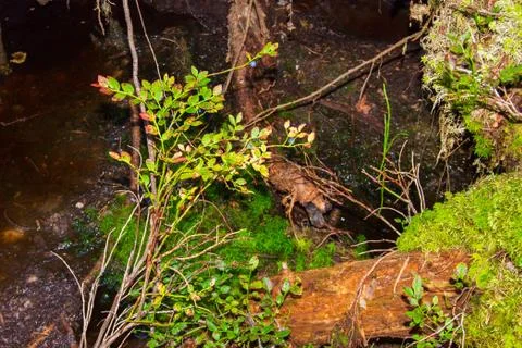 The roots of a huge fallen pine tree in the taiga in a swamp. Bushes with del Foto stock