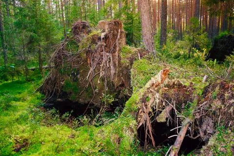 The roots of a huge fallen pine tree in the taiga in a swamp. Bushes with del Stock Photos