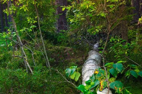 The roots of a huge fallen pine tree in the taiga in a swamp. Bushes with del Foto stock