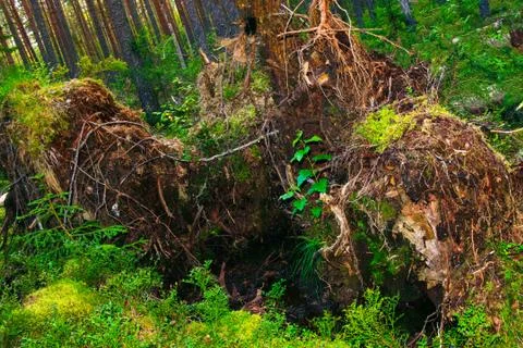 The roots of a huge fallen pine tree in the taiga in a swamp. Bushes with del Stock Photos