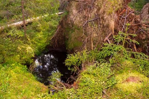 The roots of a huge fallen pine tree in the taiga in a swamp. Bushes with del Stock Photos