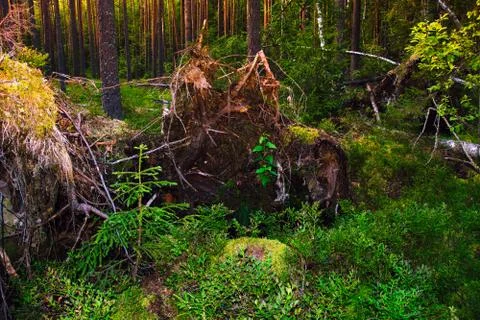 The roots of a huge fallen pine tree in the taiga in a swamp. Bushes with del Stock Photos