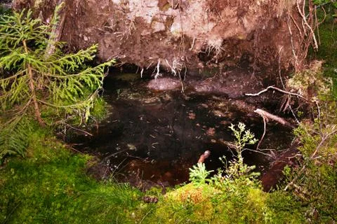 The roots of a huge fallen pine tree in the taiga in a swamp. Bushes with del Stock Photos
