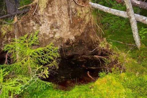 The roots of a huge fallen pine tree in the taiga in a swamp. Bushes with del Stock Photos