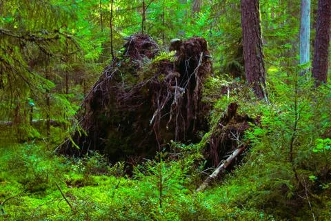 The roots of a huge fallen pine tree in the taiga in a swamp. Bushes with del Stock Photos