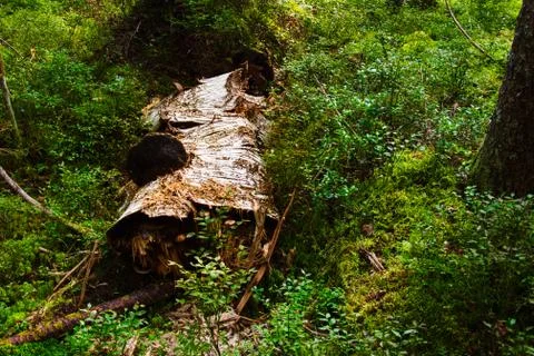 The roots of a huge fallen pine tree in the taiga in a swamp. Bushes with del Stock Photos