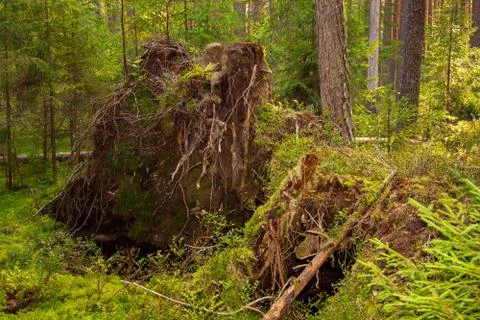 The roots of a huge fallen pine tree in the taiga in a swamp. Bushes with del Foto stock