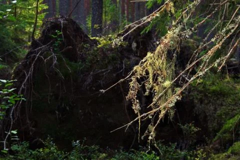 The roots of a huge fallen pine tree in the taiga in a swamp. Bushes with del Stock Photos