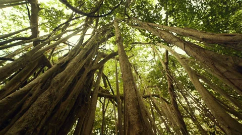 Roots of huge tree Stock Footage 39624648
