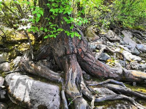 The roots of a huge tree Stock Photos