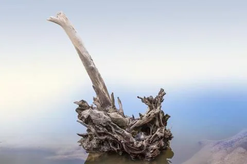 Roots inside water Stock Photos