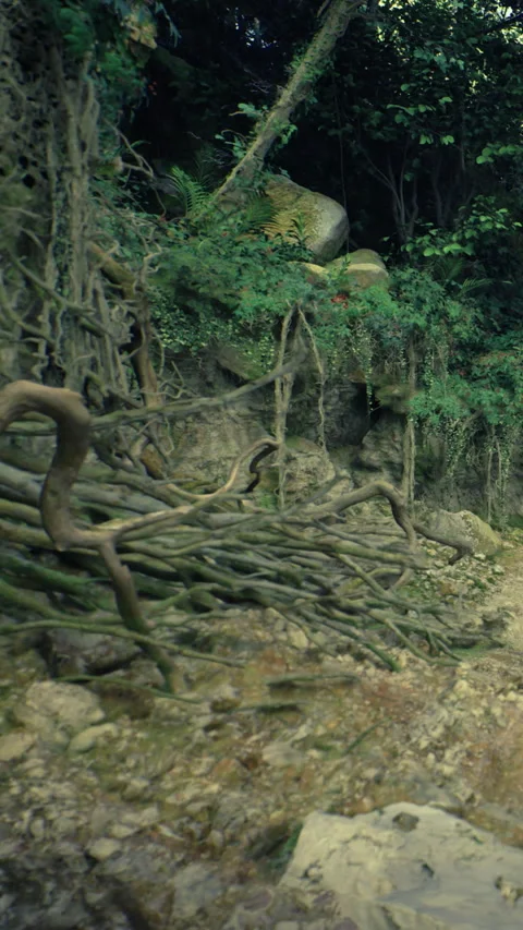 Roots intertwine with rocks in a lush forest by a quiet stream Stock Footage 335451341