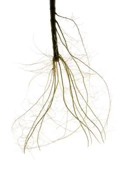 Roots isolated on white background Stock Photos