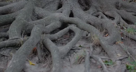 Roots of a large ancient tree growing on a hillside. 스톡 동영상 159788383