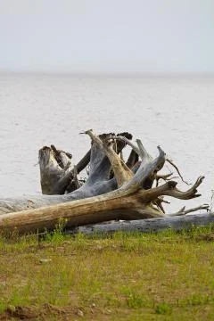 The roots of a large driftwood tree on a patch of green grass Stock Photos
