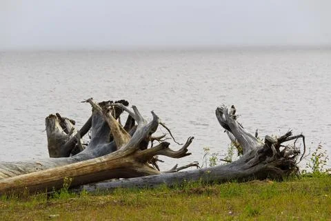 The roots of a large driftwood tree on a patch of green grass Stock Photos