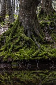 Roots of a large tree are reflected in the water of a river in Strandja mountain Foto stock
