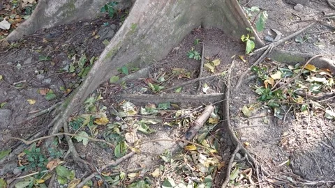 The roots of a large tree Stockbeeldmateriaal 260858692