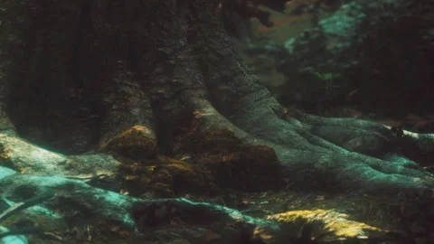 Roots of a large tree in a forest during daytime hours Stock Footage 340230392