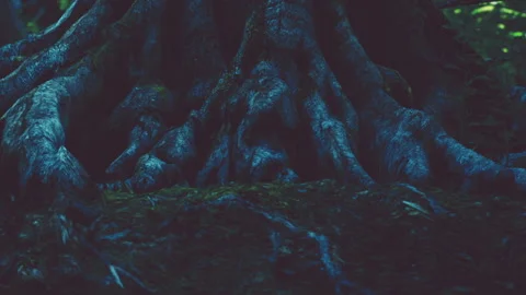 Roots of a large tree in a forest during daylight hours Stock Footage 342039347