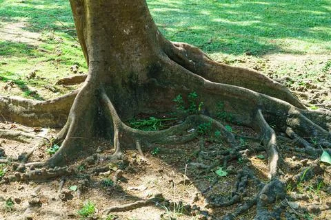The roots of large tree on the ground in the park Stock Photos