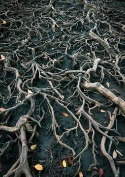 The roots of a large tree that grows bigger. The concept of growth Foto stock