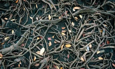 The roots of a large tree that grows bigger. The concept of growth Stock-Fotos