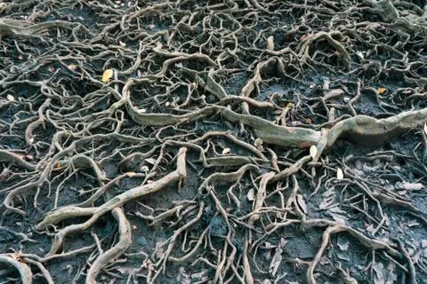 The roots of a large tree that grows bigger. The concept of growth Stock Photos