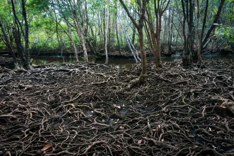 The roots of a large tree that grows bigger. The concept of growth Stock Photos