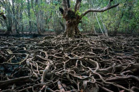 The roots of a large tree that grows bigger. The concept of growth Stock-Fotos