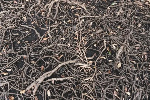 The roots of a large tree that grows bigger. The concept of growth Stock Photos