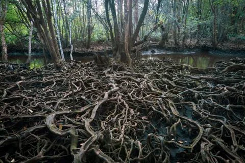 The roots of a large tree that grows bigger. The concept of growth Stock Photos