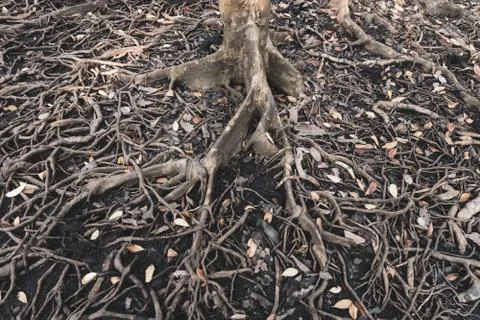 The roots of a large tree that grows bigger. The concept of growth Stock-Fotos