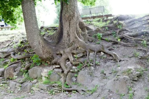 The roots of a large tree Foto stock