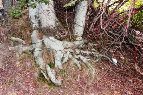 Roots of a large tree Fotos Stock