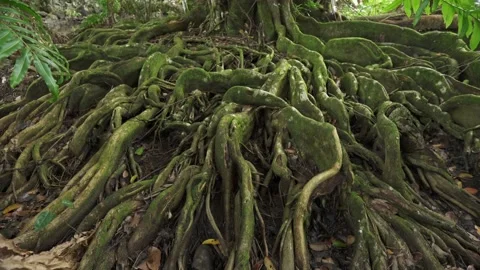 Roots of a large tree on the surface in a tropical forest Видео 150233294