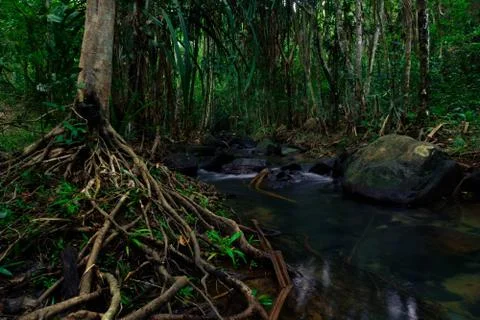 Roots of large trees help absorb water making the rainforest abundant.forest Stock Photos