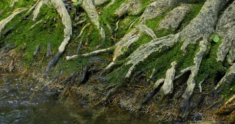 The roots of large trees with moss, roots and big trees in the forest Stock Footage 120890517