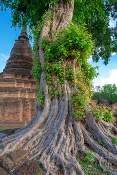Roots of large trees Stock Photos
