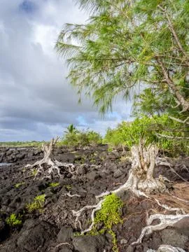 Roots on Lava Stock Photos