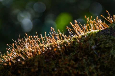 Roots of Light: The Hidden Magic of Forest Details Stock Photos