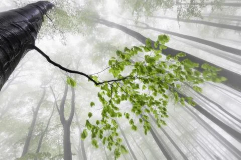 Roots of Light Stock Photos