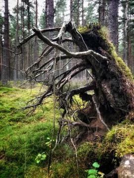 Roots looking like a magical creature Stock Photos