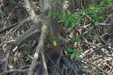 Roots of mangrove trees in mangrove forest Stock Photos