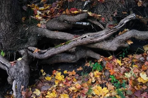 The roots of a maple tree Stock Photos