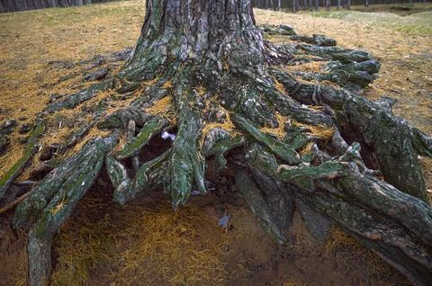 The roots of a mighty old tree. The wisdom of the forest Stock Photos