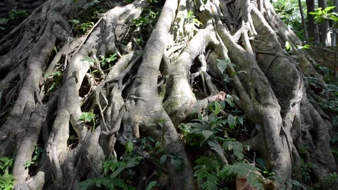 Roots at Monkey Forrest Stock Footage 96050343
