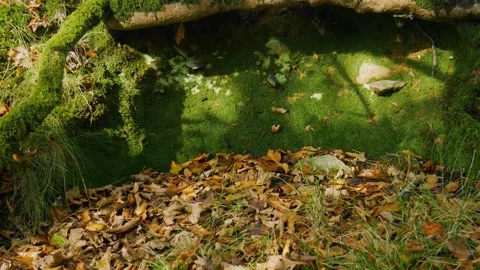 Roots with moss under a couple of trees. Stock Footage 142274310