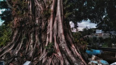 The roots of an old banyan tree on a dark background Foto stock