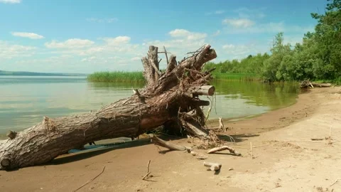 Roots of old dry tree on shore of river. View of calm water of river and blue Stock Footage 143963418